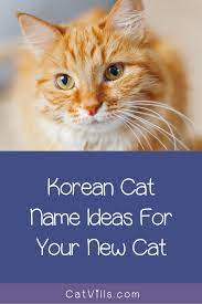 50 Elegant Korean Cat Names For Your New Kitten In 2021 Cat Names Cute Cat Names Kitten Names Unique