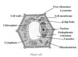 Maybe you would like to learn more about one of these? Solutions Class 7 Science Chapter 11 Cell Structure And Micro Organisms Maha Board