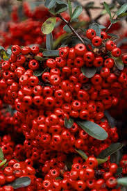 Image result for Pycnosphaera buchananii