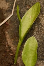 Image result for Ophioglossum reticulatum