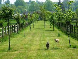 Welcome To Hayfields Luxury Dog Hotel In Daventry Warwickshire Dog Hotel Dog Boarding Kennels Luxury Dog