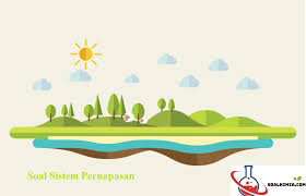 Pernafasan lebih menunjuk kepada proses pembongkaran atau. 30 Soal Sistem Pernapasan Pilihan Ganda Dan Jawaban