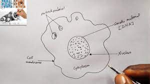 Maybe you would like to learn more about one of these? How To Draw White Blood Cell Neat Diagram Of White Blood Cells Youtube