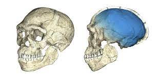 Genexpression verändert sich nach dem genuss klassischer musik. Sensationsfund Der Homo Sapiens Ist Wesentlich Alter Als Bisher Angenommen Haz Hannoversche Allgemeine