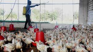 H1n1 flu spreads from one person to another. Bird Flu Scare Should You Be Worried About Having Chicken And Eggs India News