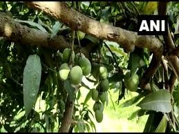 We did not find results for: One Mango Tree With 121 Varieties Of Fruit In Up S Saharanpur