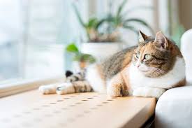 Geldbaum Giftig Fur Katzen Und Andere Haustiere