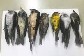 Burung ini sendiri masuk dalam kategori unggas, sama seperti ayam dan juga bebek, hanya saja burung dapat terbang dengan bebas. Misteri Ratusan Ribu Burung Mati Mendadak
