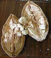 Trees have also been introduced to other regions such as asia. Adansonia Digitata Wikipedia