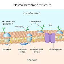 We did not find results for: Membrane Proteins Advanced Ck 12 Foundation