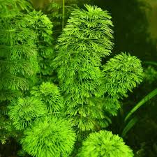 Image result for Limnophila