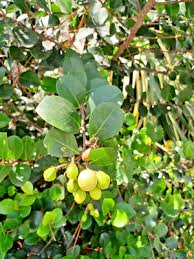 Image result for Chrysobalanus icaco