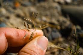 Image result for Eragrostis minor