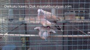 Burung perkutut jantan memiliki tampilan lebih garang sedangkan burung betina terlihat lebih sayu. Gambar Burung Derkuku Jantan Dan Betina Gambar Burung