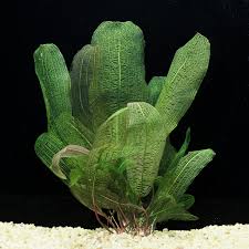 Image result for Wahlenbergia madagascariensis