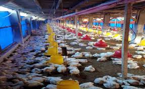 Oleh karena itu, pakan yang diberikan pada ayam pun berbeda seperti hewan lainnya, dalam beternak ayam bangkok, pakan menjadi faktor yang sangat penting. Ini Idealnya Ukuran Kandang Ayam Broiler Ayo Budidaya