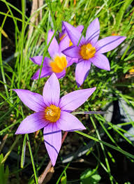 Image result for Romulea