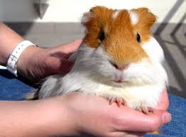 guinea pig size