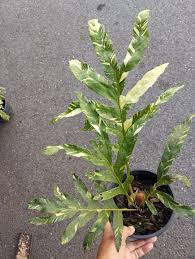 Image result for Drynaria volkensii