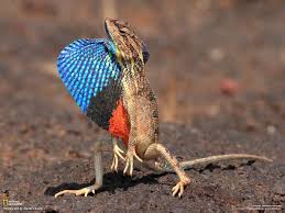 May The Bird Of Paradise Fly Up Your Nose Chords Fan Throated Lizard Animals Beautiful Most Beautiful Animals Lizard