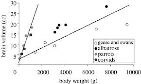No entanto, esta foi uma ideia que não deixou ninguém indiferente, sendo que matt riddle. Cognitive Adaptations Of Social Bonding In Birds Philosophical Transactions Of The Royal Society B Biological Sciences