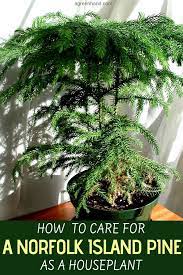 How To Care For Norfolk Island Pine As A Houseplant Plants Christmas Tree Plant Trees To Plant