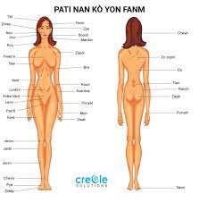 Free female body 3d models are ready for lowpoly, rigged, animated, 3d printable, vr, ar or game. Anatomy Of The Body Female Anatomy Drawing Diagram