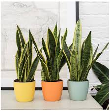 Apa Saja Tanaman Hias Untuk Dalam Rumah In 2020 Plants Indoor Plants Snake Plant