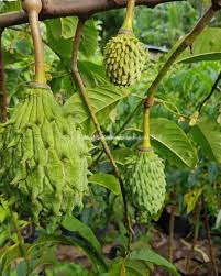 Image result for Lasianthus kilimandscharicus