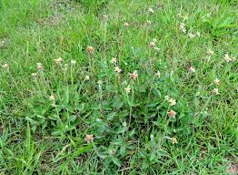 Image result for Tridax