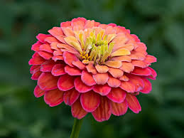 The mix includes crimson red, lilac, rose, canary yellow, deep red. Zinnia Elegans Wikipedia