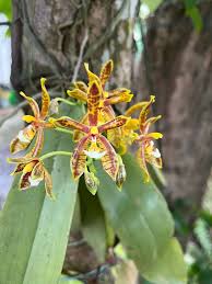 Image result for Petalidium englerianum