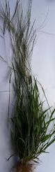 Image result for Digitaria longiflora