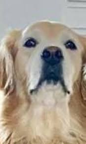 Posted by 5 days ago. Emo Hopper T Dog Emohoppertdog Twitter