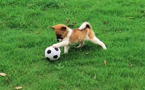 Puppies Wallpaper Pretty Dog In Garden Pretty Dogs Puppy Play Cute Dogs