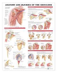 Shoulder tendonitis is the inflammation, irritation and swelling of the tendons in the rotator cuff and there are two areas of the shoulder where tendonitis may develop. Anatomy And Injuries Of The Shoulder Anatomical Chart Shoulder Anatomy Muscle Anatomy Anatomy