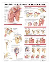 A number of tendons run through the ankle, attaching muscles of the lower leg to the bones of the foot and ankle. Anatomy And Injuries Of The Shoulder Anatomical Chart Shoulder Anatomy Muscle Anatomy Anatomy