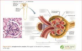 The juxtamedullary nephrons have their renal corpuscle right next to the medulla. Renal Corpuscle Diagram Quizlet