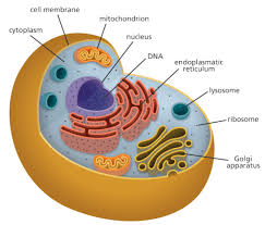 Maybe you would like to learn more about one of these? Microbodies Neet Notes Edurev