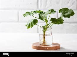 Image result for cuttings of geraniums