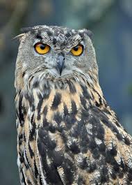 Birds Of Prey Texas Hill Country The Owl I Took This Photo At The State Fair Of Texas After Attending The Wild Birds Of The World Show It Was Great I Texas Animals Beautiful Birds Birds