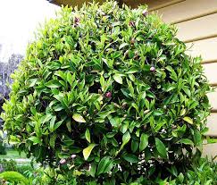 Bred in nz this fabulous evergreen tree has glossy foliage, velvet buds, beautiful cream flowers with a pink blush and a gentle fragrance. Pin On Pace Residence