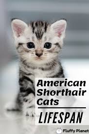 Kitten Black American Shorthair Cat Lifespan Of American Shorthair Cat Am Americanshorthair American Shorthair Cat American Shorthair Cats