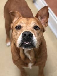 When you buy a puppy. Dog For Adoption S C Jones A Terrier Mix In North Miami Beach Fl Petfinder