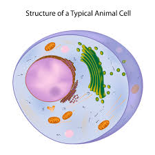 Maybe you would like to learn more about one of these? Biology Organelles Of An Animal Cell Diagram Quizlet