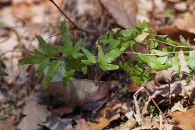 Image result for Lygodium