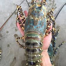 Binitk hitam tersebut merupakan embrio. Harga Terbaru Lobster Air Laut Dan Air Tawar Hari Ini Lokal Dan Ekspor Maret 2021