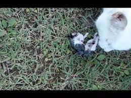How to knoe what killded my kitten. My Cat Killed A Kitten I Don T Know Why Youtube