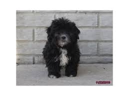 Appearance of the shih tzu and maltese mix. Maltese Shih Tzu Dog Male Black 2544963 Petland Chillicothe