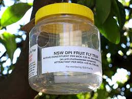 Baiting Prevent Fruit Fly